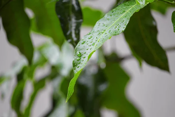 Tetesan air di daun mangga — Stok Foto