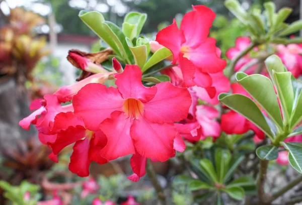 Pouštní růže tropické květ na stromě, nebo Impala Lily Květina — Stock fotografie