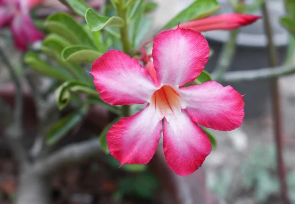 Rosa del desierto Flor tropical en un árbol, o flor de lirio de Impala — Foto de Stock