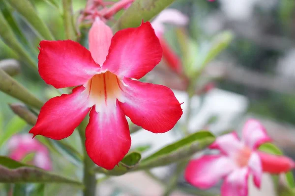 Desert Rose тропічний квітка на дереві, або Impala Лили квітка — стокове фото