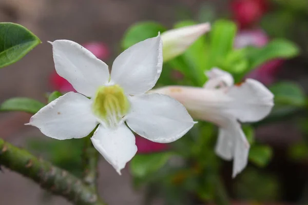 Desert Rose Flor tropical em uma árvore, ou flor Impala Lily — Fotografia de Stock