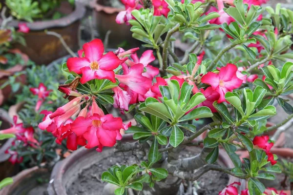 Pouštní růže tropické květ na stromě, nebo Impala Lily Květina — Stock fotografie