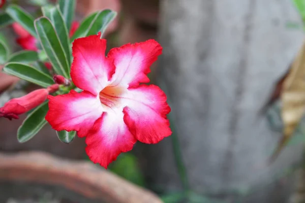 Пустеля тропічний Rose квітку на дерево, або Impala лілії — стокове фото
