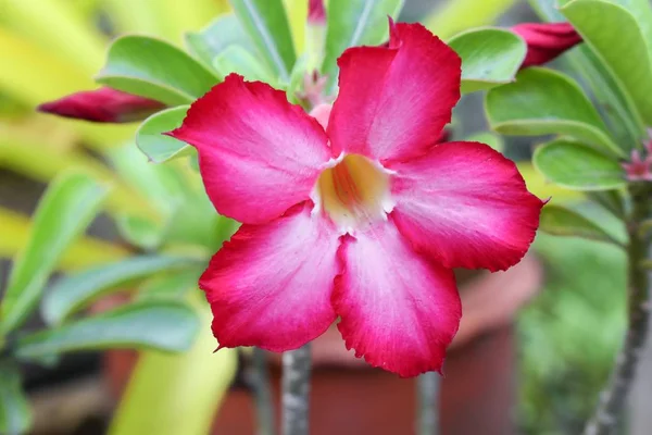 Bir ağaç veya Impala Lily Desert Rose tropikal çiçek kadar kapalı — Stok fotoğraf