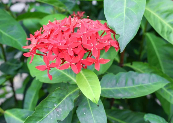 Vörös virág, Rubiaceae virág vagy Ixora coccinea — Stock Fotó