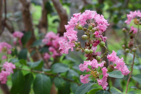 Mirto d'uva Bellissimo fiore rosa — Foto Stock