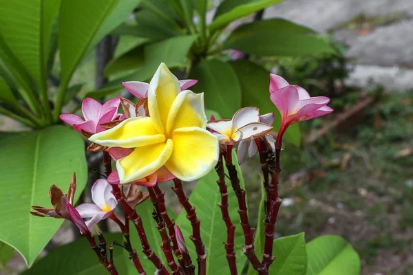 Flor de Plumeria frangipani amarillo y blanco tropical — Foto de Stock