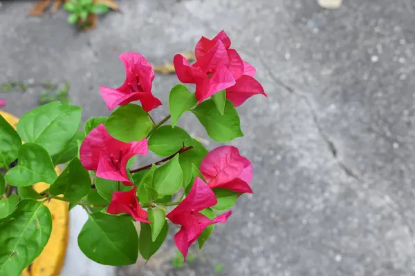 Bougainvillea flor púrpura — Foto de Stock