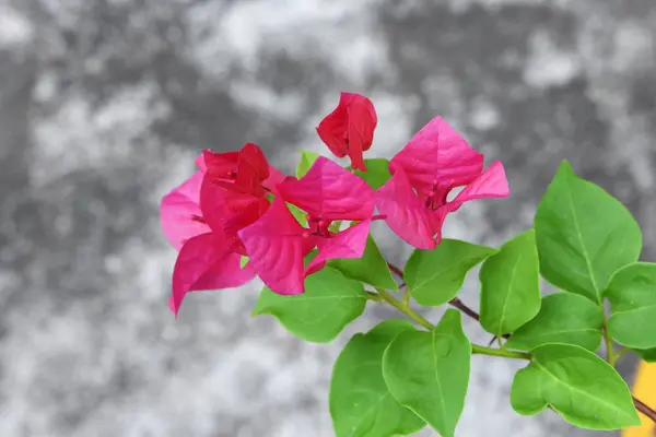 Flor de buganvília roxo — Fotografia de Stock