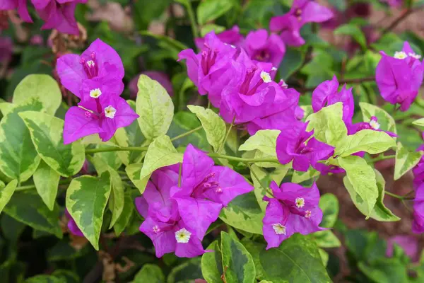 Bougainvillea Blüte lila — Stockfoto