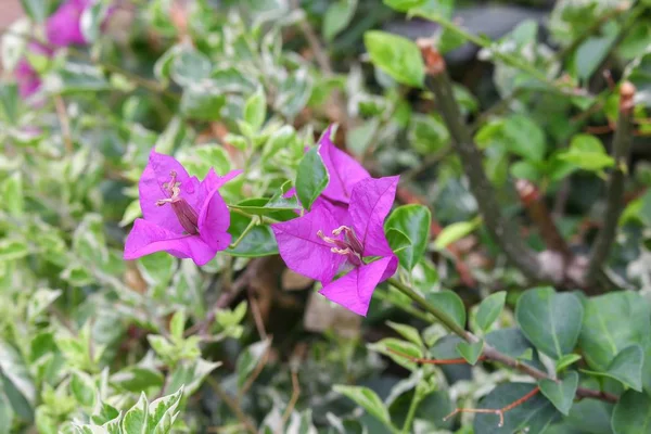 Fioletowy kwiat Bougainvillea — Zdjęcie stockowe