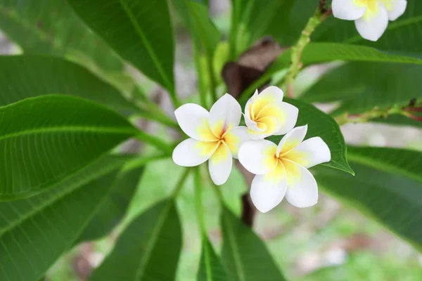 树上的沙漠玫瑰热带花 — 图库照片