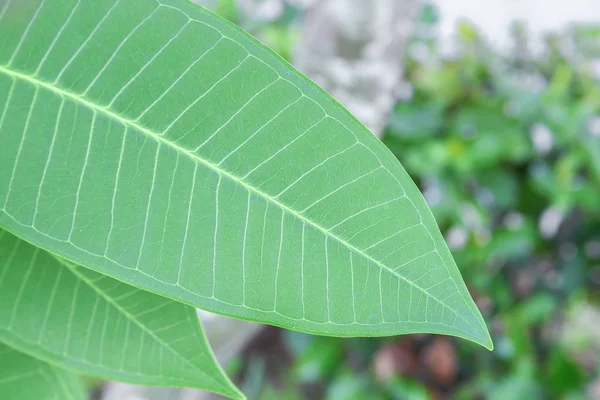 Folhas verdes frescas, folha de adênio bonita . — Fotografia de Stock