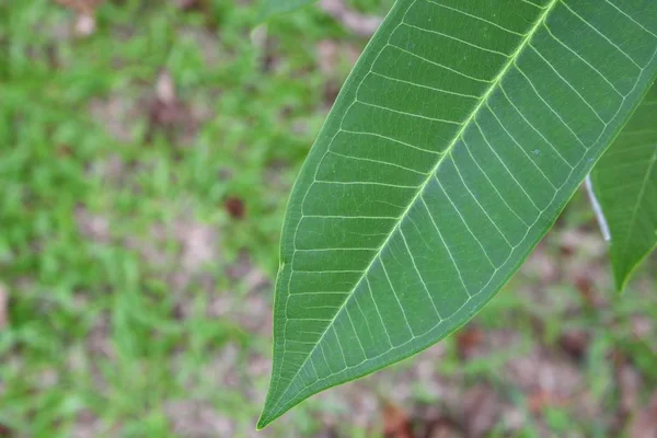 Folhas verdes frescas, folha de adênio bonita . — Fotografia de Stock