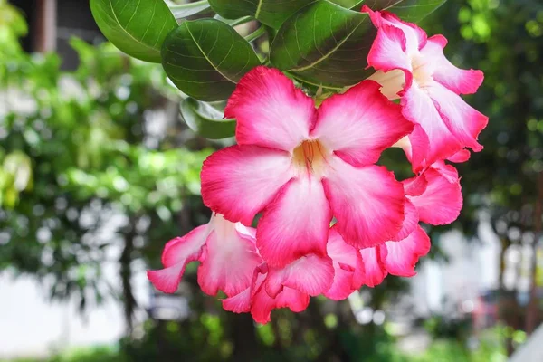 Closed up Desert Rose Tropical flower on a tree, or Impala Lily