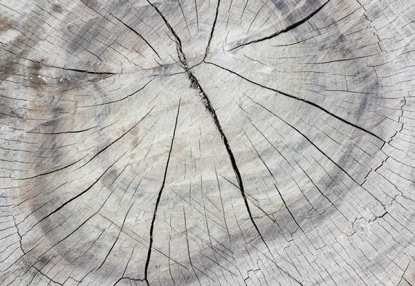 Cracked wood background, An old tree stump shows cracks and fractures