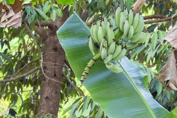 Μπανάνα στη φύση. Εσωτερικη τσαμπί μπανάνες σε δέντρο σε gard — Φωτογραφία Αρχείου