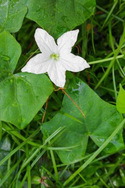 Doğal beyaz Ivy kabak çiçeği ve yeşil yaprak ve su damlası  