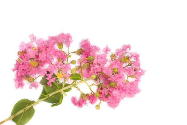 Růžová krep myrta Lagerstroemia speciosa nebo jarul květ — Stock fotografie