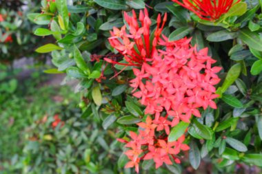 Bulanık kırmızı çiçek spike, Rubiaceae çiçek bulanıklık