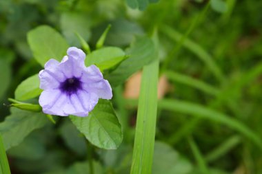 Mor ruellias sabah bloom çiçek. 