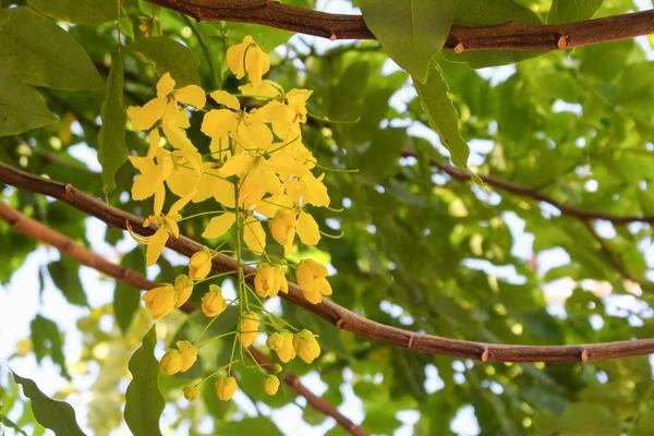 Cassia fistula.Golden árbol de la ducha — Foto de Stock