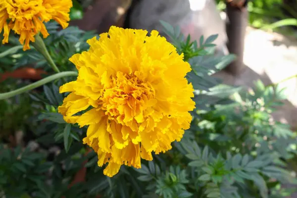 Flores amarillas caléndula. Hermosa flor india caléndula — Foto de Stock