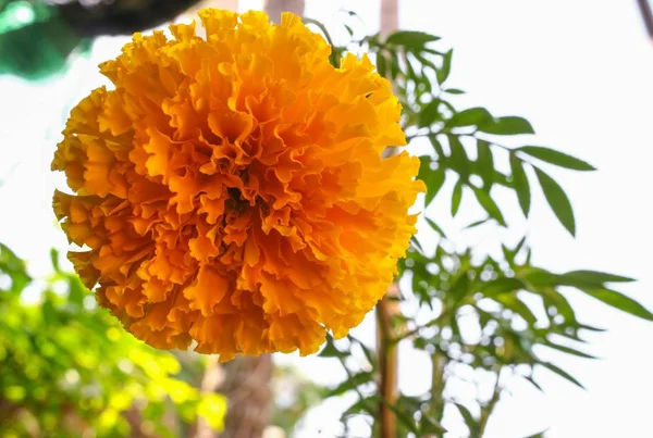 Flores amarillas caléndula. Hermosa flor india caléndula — Foto de Stock