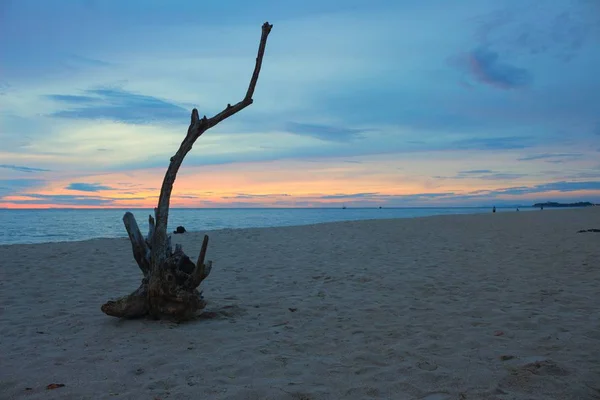 Suché dřevo na pláži, čas ráno před východem slunce a barevné — Stock fotografie