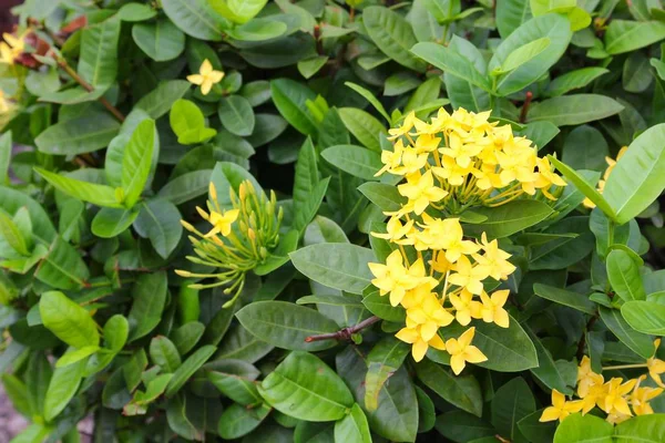 Sárga virág tüske, Rubiaceae-kertben — Stock Fotó