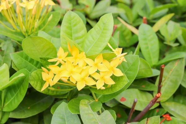 Sárga virág tüske, Rubiaceae-kertben — Stock Fotó