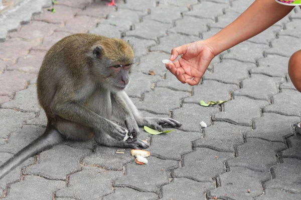 Macaco na Tailândia. as pessoas enviam pão à mão dar um macaco — Fotografia de Stock