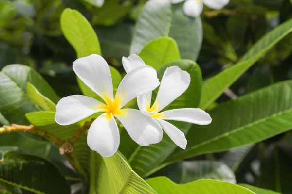 Flor de Plumeria, Rosa del Desierto. hermosa Plumeria amarilla en el árbol — Foto de Stock