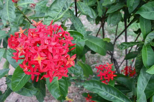 Piros virág tüske, Rubiaceae virág, Ixora csészegomba — Stock Fotó