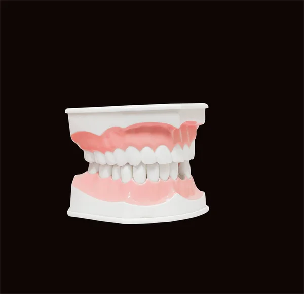 Стоматологічна модель зубів — стокове фото