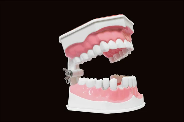 Dental Model of Teeth Isolated on white background clipping path — Stock Photo, Image