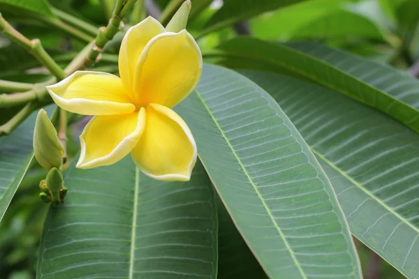 Kwiat Plumeria, Desert Rose. piękny Plumeria żółty na drzewie — Zdjęcie stockowe