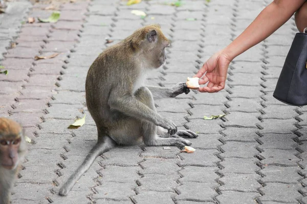 Macaco na Tailândia. as pessoas enviam pão à mão dar um macaco — Fotografia de Stock