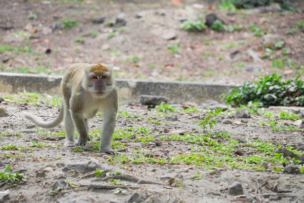 Natureza de retrato de macaco. jardim de macacos na Tailândia . — Fotografia de Stock