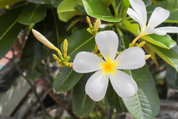 Flor de Plumeria, Rosa del Desierto. hermosa Plumeria amarilla en el árbol —  Fotos de Stock