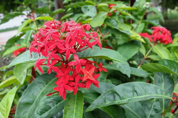 Piros virág tüske, Rubiaceae virág, Ixora csészegomba — Stock Fotó