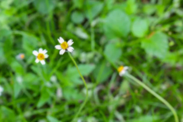 Oskärpa suddig vit blomma och grönt gräs för bakgrund — Stockfoto