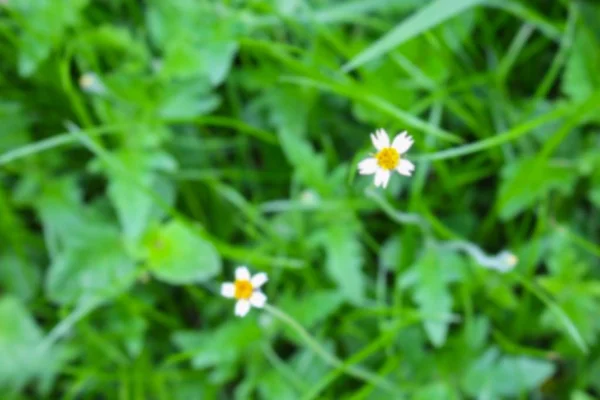 Desenfoque borroso Flor blanca y hierba verde para el fondo — Foto de Stock