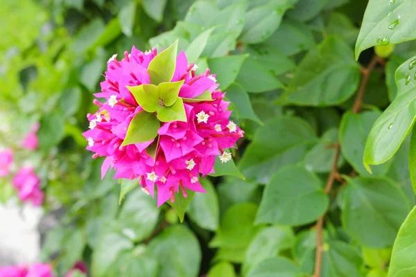 Folha de foco seletiva na flor Bougainvillea, papel beau roxo — Fotografia de Stock