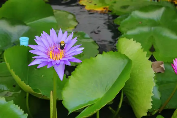 Lotuslilie lila auf Wasser — Stockfoto
