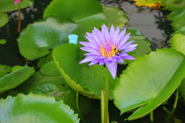 Lotuslilie lila auf Wasser — Stockfoto