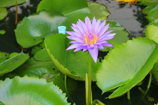 Lotuslilie lila auf Wasser — Stockfoto