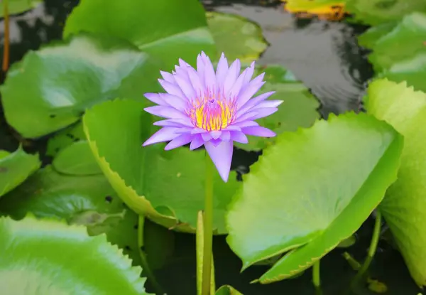 Lotuslilie lila auf Wasser — Stockfoto