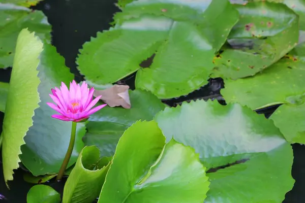 Lotuslilie lila auf Wasser — Stockfoto