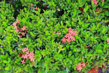 kırmızı çiçek spike Rubiaceae mahs coccinea arka planı için